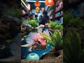 Axolotls in Japanese Pet Shops