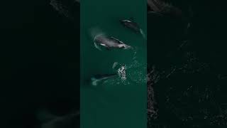 3 Killer Whales Swimming