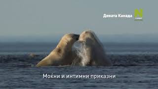 Wild Canada Starts Mk