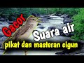 Suara Ciblek Gunung Pancingan Pikat Dan Masteran Terapi Suara Air Mengalir Mp3 - Mp4 Download