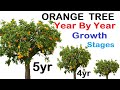 Orange tree year wise growth stages