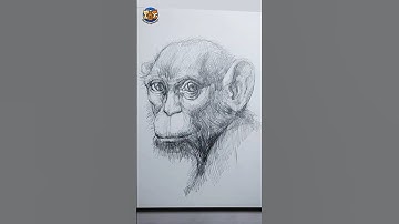 How to Draw a Realistic Monkey 🐒 | Step-by-Step Pencil Portrait for Beginners