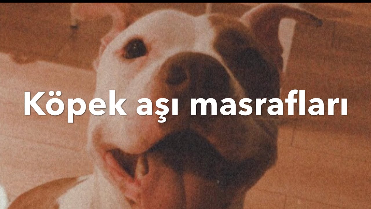 Kopek Bakim Maliyeti Nedir Pitbull Gunlugu Youtube