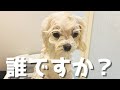 犬用バスタブに愛犬を入れてみたらとんでもない姿になってしまいました…【マルチーズ】