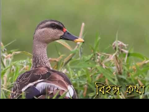 ভিডিও: পুরুষ ম্যালার্ড হাঁস কি রঙ পরিবর্তন করে?