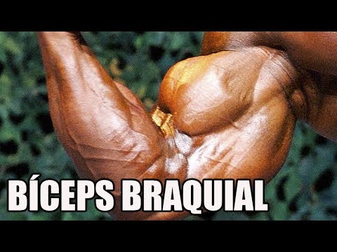 Diferenças entre BÍCEPS e TRÍCEPS! Origem, inserção, inervação e  movimentos! Anatomia 