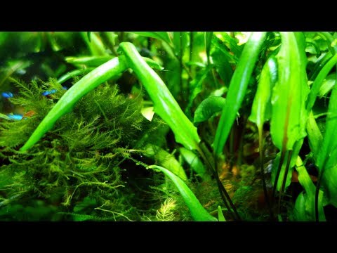 Видео: Как перейти от старого аквариумного фильтра к новому