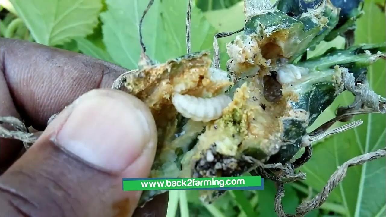 what-s-killing-my-squash-plants-vine-borers-larvae-youtube