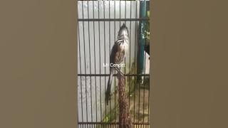 Cendet Full Tembakan Raja Getar Restu, Gereja, Besetan Kasarr !!