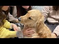 女子会に完全に溶け込むゴールデンレトリバーが可愛すぎた