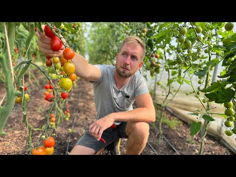 Video: Tladianta (røde agurker): egenskaper, beskrivelse og anmeldelser