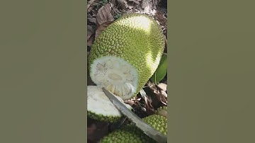 Cách nhận biết mít bị sơ đen!