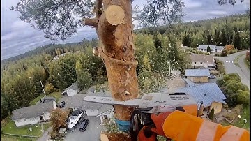 Tree Climber Climbs Easy Pine Tree With Tiny Drop Zone | Top Rigged Down Stihl ms 201tc Stihl ms500i
