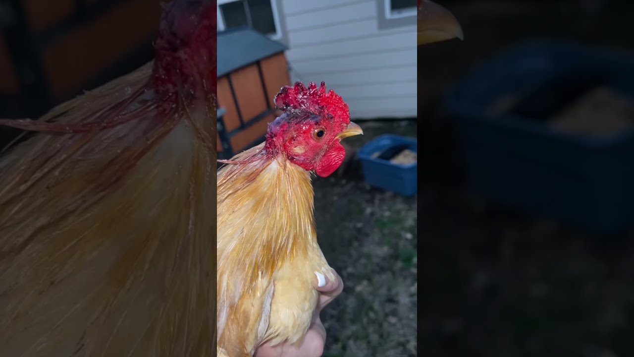 10 Things To Know Before Owning Chickens 