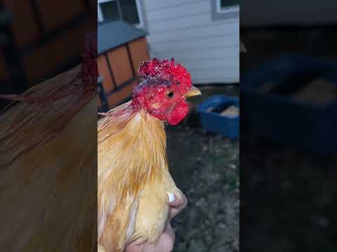 10 Things To Know Before Owning Chickens ?