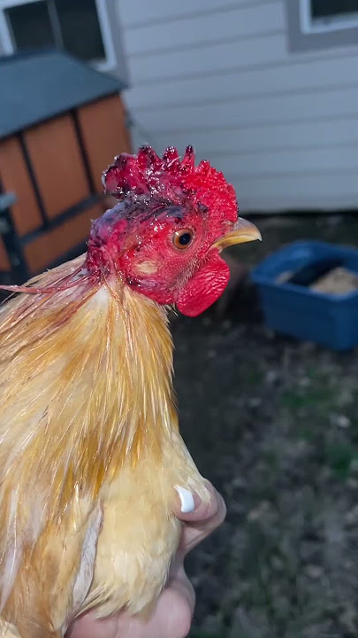 10 Hal yang Perlu Diketahui Sebelum Memelihara Ayam 🐓