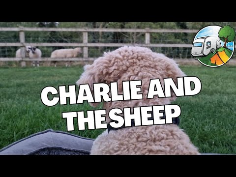 Charlie and the Sheep @ The Willows Touring Park - Nantwich