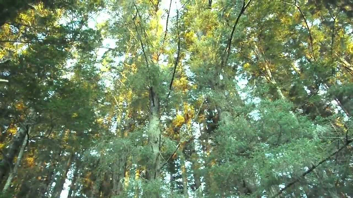 The Salmon Forest with Richard Nelson