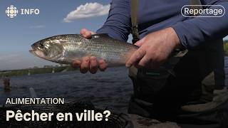 La pêche urbaine | L'épicerie