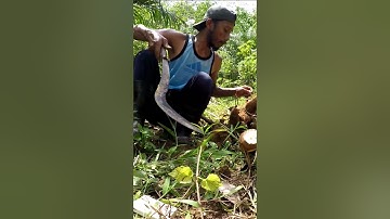 Harvesting cassava part 272 #shorts #farming #cassava #nature  #cassavaroots #cassavafarming