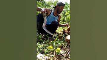 Harvesting cassava part 272 #shorts #farming #cassava #nature  #cassavaroots #cassavafarming