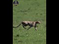 The Speed Of Survival: 5 Animals That Never Slow Down 🐆💨 #naturefacts #shorts