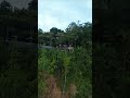 Sunrise FPV Drone Over Punthuk Setumbu Cafe #shorts