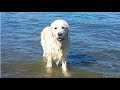 【感動】突然、海に飛び込んだ愛犬。戻ってきた愛犬が咥えていたものにビックリ！なんと…【世界が感動！涙と感動エピソード】