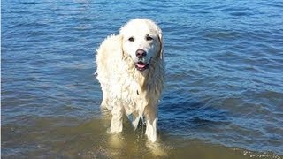 【感動】突然、海に飛び込んだ愛犬。戻ってきた愛犬が咥えていたものにビックリ!なんと…【世界が感動!涙と感動エピソード】