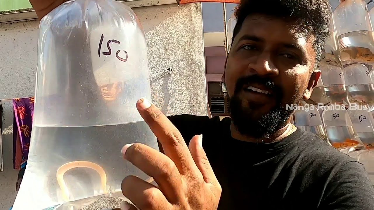 Chennai pet market Part 1/செல்ல பிராணிகள் வாங்க விற்க/குறைந்த விலையில்/Nanga Romba Busy/NRB.