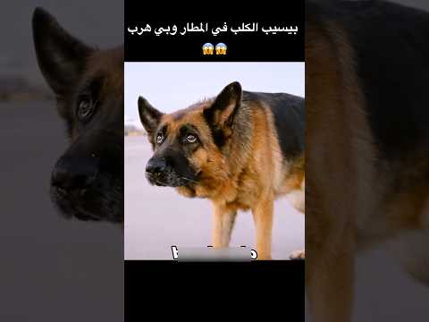 بيسيب الكلب في المطار وبي هرب بيسيب الكلب في المطار وبي هرب