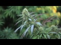 Jorge cervantes jardines de cannabis medicinal con plantas de hasta 45 kilos en california