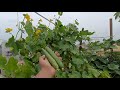 तोरी उगाने का सबसे आसान तरीका | kitchen gardening | #youtube #kitchengarden #vegetables