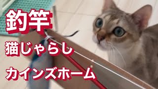 カインズ　猫じゃらし　シンガプーラ by こてつチャンネル 162 views 11 months ago 4 minutes, 31 seconds