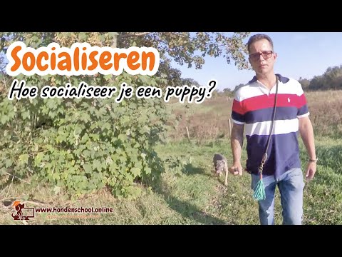 Video: Uw Puppy Of Hond Socialiseren