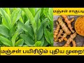         turmeric cultivation in tamil  just haran