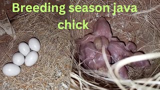 fown java silver java chick 🐣🐣🐥🐥 breeding season 2023 screenshot 1