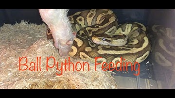 Feeding A Ball Python (Normal feeding behavior and response)