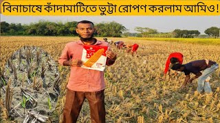 বিনাচাষে কাঁদামাটিতে ভুট্টা রোপণ করলাম।বিনাচাষে ভুট্টা রোপণ পদ্ধতি|popcorn cultivation বনরুপা বাংলা