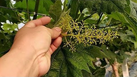 阳光玫瑰开始保果了，听听葡萄老哥怎么说，要注意些什么