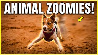 Download Lagu The Way of the Zoomy! Animal Zoomies MP3