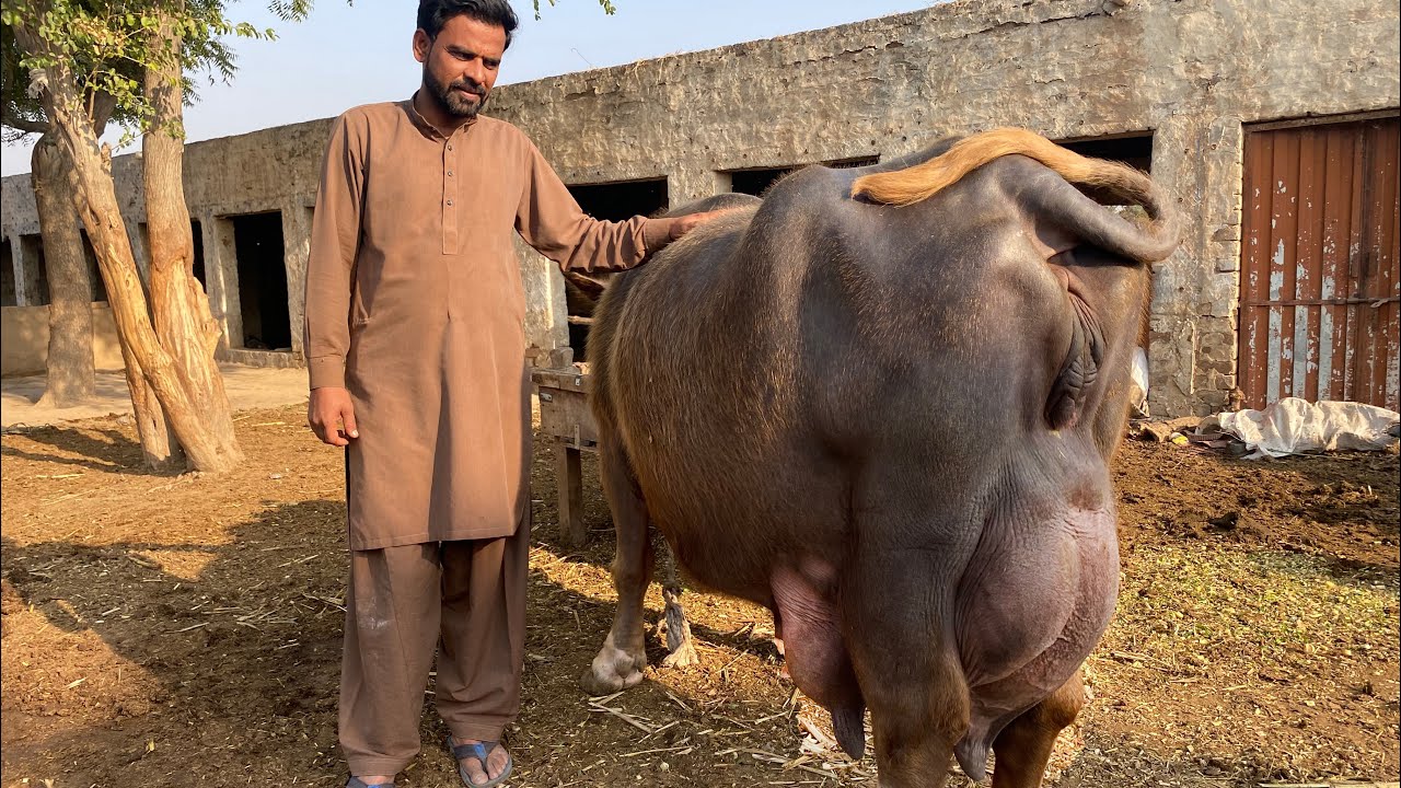 29kg Milk record Manzoor Bhatti Dairy Farm Punjab Faisalabad YouTube