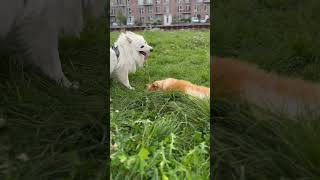 #danishspitz @SkyTheSpitz and #mittelspitz Bastian playing