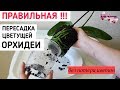 как ПРАВИЛЬНО ПЕРЕСАДИТЬ цветущую ОРХИДЕЮ из магазина пересадка ОРХИДЕИ орхидея orchid orchids