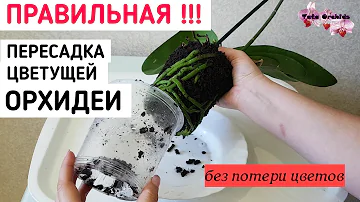 как ПРАВИЛЬНО ПЕРЕСАДИТЬ цветущую ОРХИДЕЮ из магазина пересадка ОРХИДЕИ орхидея orchid orchids