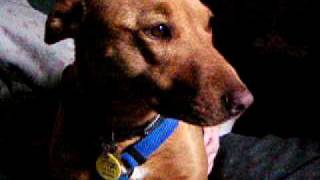 Depressed dog in harness.  (Hindenburg Audio) by Poohnz 336 views 11 years ago 12 seconds