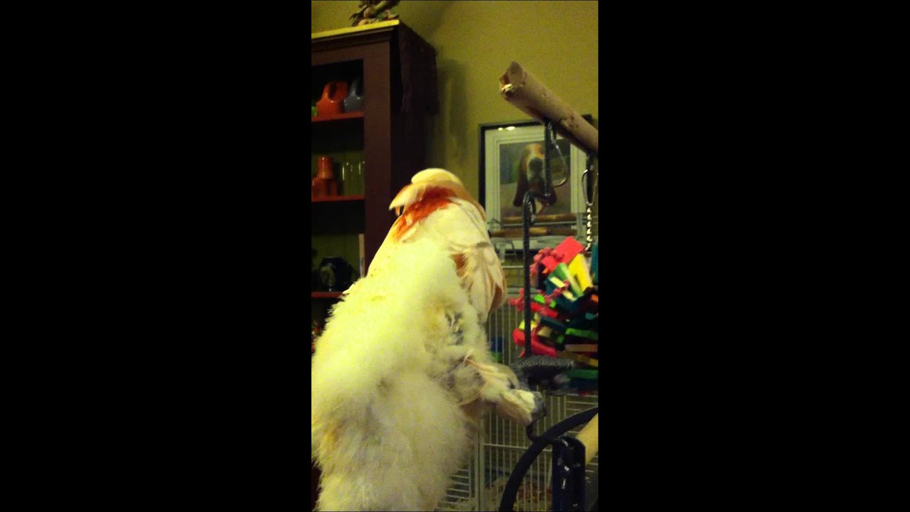 cockatoo price ph Mulligan Moluccan Cockatoo