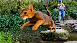 Immersive experience! Climbing the mountain with my cat  from the first perspective