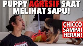 ANJING AGRESIF MELIHAT SAPU!  FT. CHICCO JERIKHO | THE GOLDEN FAMILY!