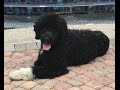 Magellan 1 year old Portuguese Water Dog- Before and after video- Off Leash K9 Training Sarasota Magellan 1 year old Portuguese Water Dog- Before and after video- Off Leash K9 Training Sarasota
